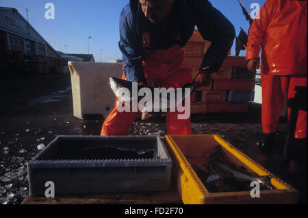 Les pêcheurs de morue au travail sur l'île de Borholm, Danemark Banque D'Images