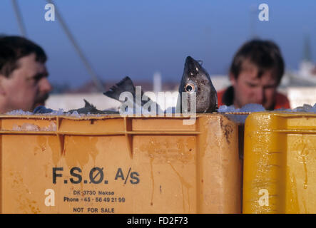 Les pêcheurs de morue au travail sur l'île de Borholm, Danemark Banque D'Images