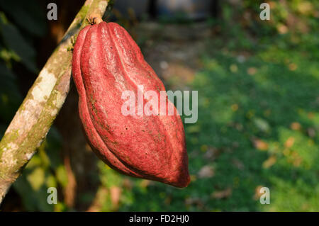 De près de l'accrochage de fruits de cacao mûres sur l'arbre, Honduras Banque D'Images