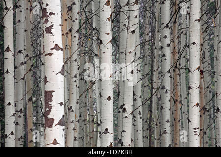 Tremble / le tremble (Populus tremuloides), détail de troncs d'arbres en forêt, originaire d'Amérique du Nord et Canada Banque D'Images