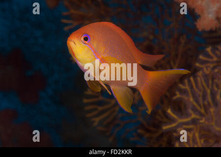 Scalefin anthias poisson (Pseudanthias squamipinnis) Lagon de Beqa, Fidji. Banque D'Images