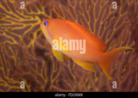 Scalefin anthias poisson (Pseudanthias squamipinnis) Lagon de Beqa, Fidji. Banque D'Images