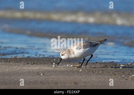 Bécasseau sanderling (Calidris alba) dans les aires en plumage nuptial au bord du surf le long de la côte de la mer du Nord en hiver Banque D'Images