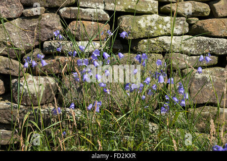 Bleu pâle, Harebells (Campanula rotundifolia) croissant à côté d'un mur de pierres sèches dans le Derbyshire, Angleterre. Banque D'Images