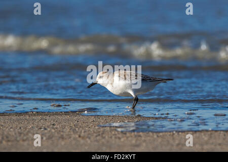 Bécasseau sanderling (Calidris alba) dans la non-nuptiale qui longe le bord de l'eau le long de la côte de la mer du Nord en hiver Banque D'Images