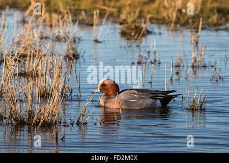 Le Canard siffleur Canard siffleur Canard / / Mareca (Anas penelope penelope) masculin natation dans l'étang Banque D'Images