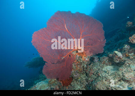 Un grand ventilateur, Gorgones rouge mer lagon de Beqa, Fidji. Banque D'Images