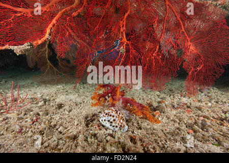 Un grand fan de la mer rouge et de grandes gorgones cowrie tigre (Cypraea tigrisis), lagon de Beqa, Fidji. Banque D'Images