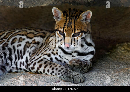 L'Ocelot (Leopardus pardalis Felis pardalis) / se reposant dans l'ombre en roche, originaire d'Amérique du Sud, Amérique Centrale et Mexique Banque D'Images