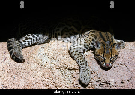 L'Ocelot (Leopardus pardalis Felis pardalis) / se reposant dans l'ombre en roche, originaire d'Amérique du Sud, Amérique Centrale et Mexique Banque D'Images