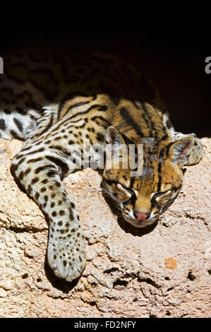 L'Ocelot (Leopardus pardalis Felis pardalis) / se reposant dans l'ombre en roche, originaire d'Amérique du Sud, Amérique Centrale et Mexique Banque D'Images