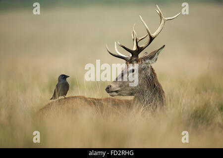 Red Deer (Cervus elaphus) stag avec son ami, un geai (Coloeus monedula) pendant la saison du rut Banque D'Images