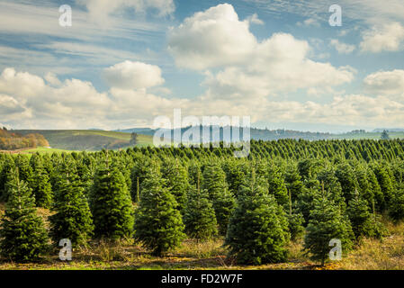 Christmas Tree Farm, Marion County, Oregon. Banque D'Images