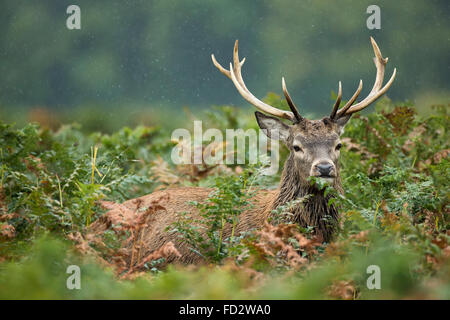 Red Deer (Cervus elaphus) stag debout parmi les fougères pendant la saison de rut Banque D'Images