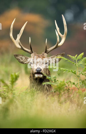 Red Deer (Cervus elaphus) stag portrait dans la fougère au cours de saison du rut Banque D'Images