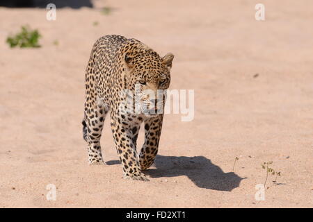 Leopard marchant sur le sable Banque D'Images