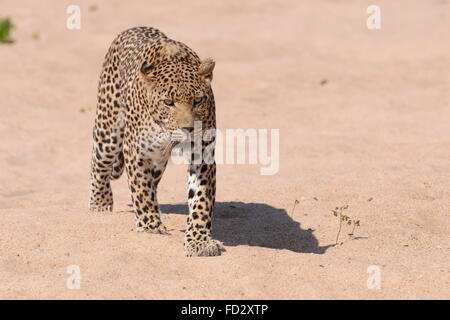 Leopard marchant sur le sable Banque D'Images