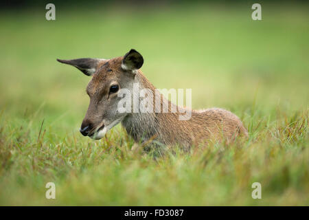 Les jeunes red deer (Cervus elaphus) fixant