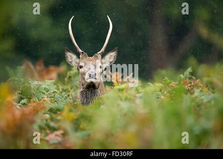 Les jeunes red deer (Cervus elaphus) stag parmi les fougères dans la pluie pendant la saison du rut Banque D'Images