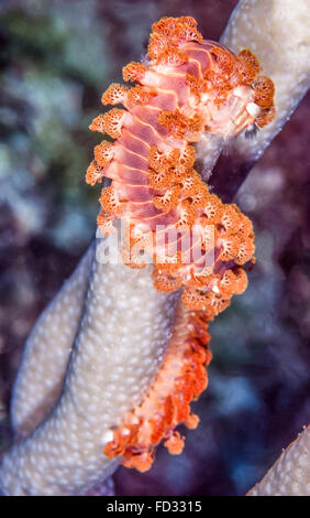 Tordeuse des canneberges, barbu Hermodice carunculata, est un type d'bristleworm marin appartenant à la famille Amphinomidae Banque D'Images