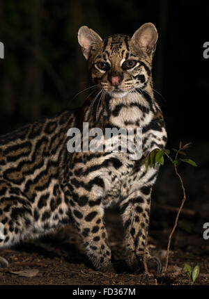 Un Ocelot sauvage dans les forêts du Brésil Banque D'Images