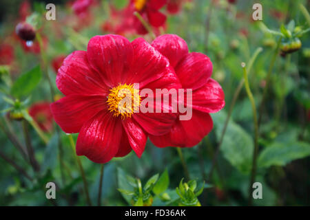 fleur rouge Banque D'Images