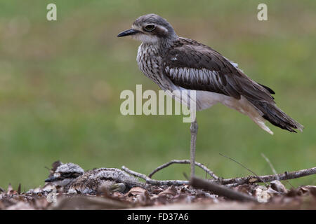 Bush-Pierre (Burhinus grallarius courlis) qui montent la garde sur ses chick Banque D'Images