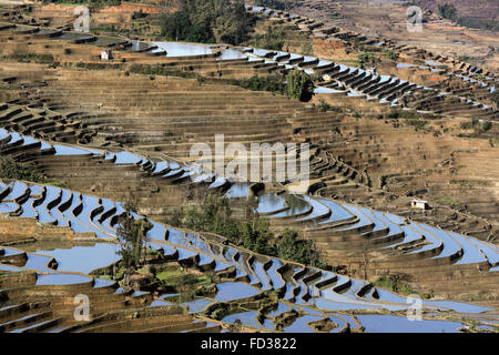 Tôt le matin, des terrasses de riz, Duoyishi, Province du Yunnan, Chine Banque D'Images