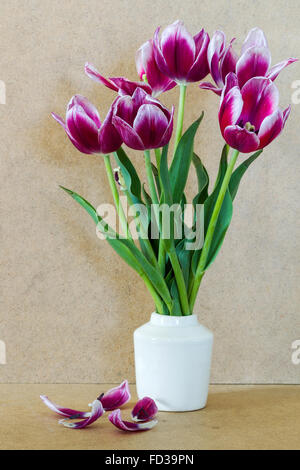 Tulipes fleurs violet vif dans vase blanc Banque D'Images