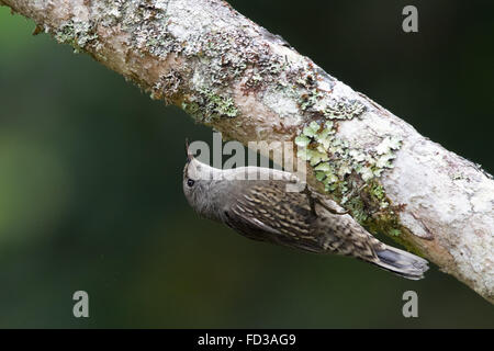 Brown (Climacteris picumnus Bruant) à l'envers sur une branche d'arbre Banque D'Images