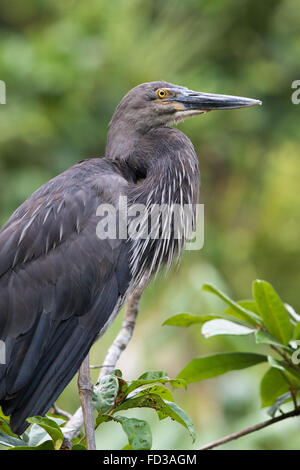 Grand-billed Heron (Ardea sumatrana) Banque D'Images