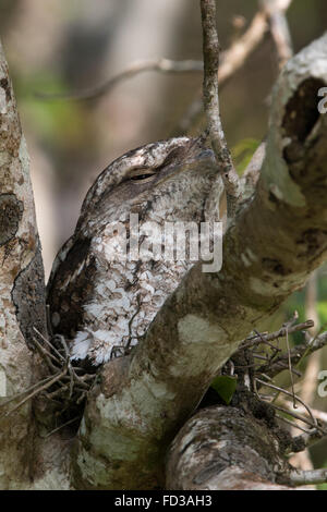 Une grille supérieure (Podargus Papou mâle papuensis) assis sur son nid Banque D'Images