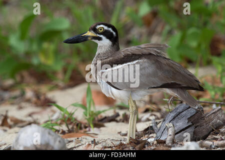 Pierre plage-curlew (Esacus magnirostris) Banque D'Images