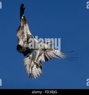 Coup d'une femelle adulte balbuzard pêcheur en vol contre un ciel bleu Banque D'Images