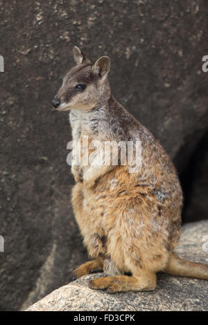 Mareeba Rock Wallaby (Petrogale mareeba) Banque D'Images