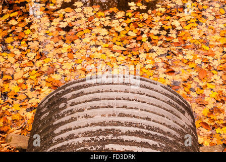 Bord du tuyau métallique gris se jeter dans de nombreuses feuilles d'automne orange flottant sur l'eau. la boue et les rochers de couvrir une partie de la conduite. Banque D'Images