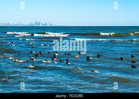 Vagues se brisant sur azur à l'eau sur le lac Ontario, avec de nombreux canards flottant dans l'avant-plan, contre ciel bleu clair avec la ville de Toronto Banque D'Images