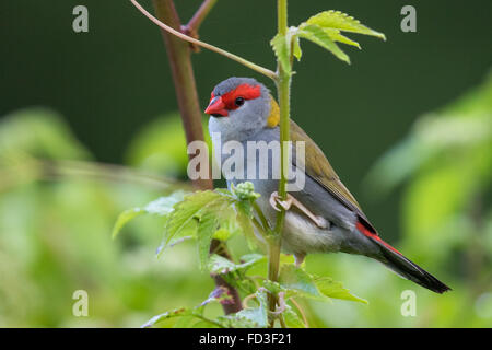 À sourcils rouges Firetail (Neochmia temporalis) Banque D'Images