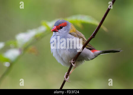 À sourcils rouges Firetail (Neochmia temporalis) Banque D'Images