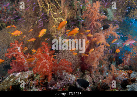 Scalefin scolarité anthias poisson (Pseudanthias squamipinnis) et de beaux coraux mous de lagon de Beqa, Fidji. Banque D'Images