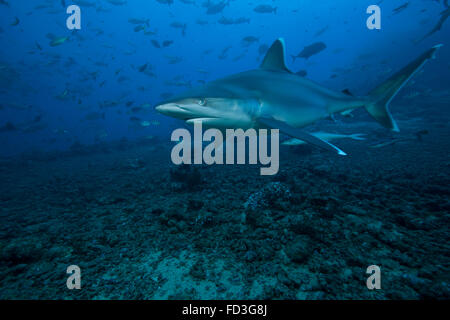 Requin (Carcharhinus albimarginatus Silvertip) au Bistro site de plongée dans les îles Fidji. Banque D'Images