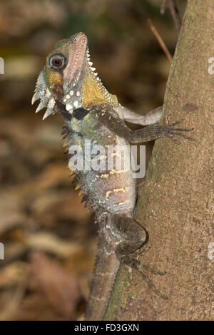 Boyd's Forest Dragon (Hypsilurus boydii) sur un tronc d'arbre vertical Banque D'Images