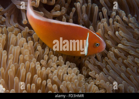 Poisson clown Rose dans son hôte anenome, Fidji. Banque D'Images