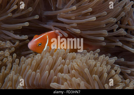 Poisson clown Rose dans son hôte anenome, Fidji. Banque D'Images