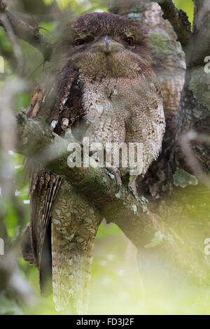 Papou femelle une grille supérieure (Podargus papuensis) se percher dans un couvert dense Banque D'Images