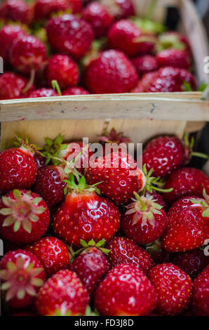 Fraises fraîches cueillies d'un Choisissez votre propre ferme dans des conteneurs en bois pinte. Banque D'Images