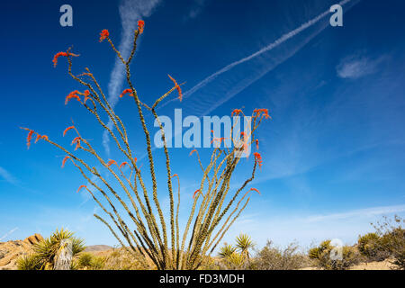 Fouquieria splendens (la) dans le parc national Joshua Tree, Californie Banque D'Images