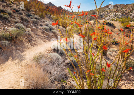 La randonnée perdu Palms Canyon Trail dans le parc national Joshua Tree, Californie Banque D'Images