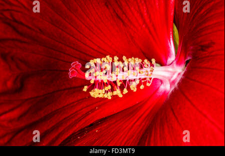 Plan macro sur hibiscus flower Banque D'Images