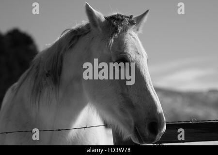 Un couple de chevaux gris dans un champ neigeux à Aspen, Colorado Banque D'Images